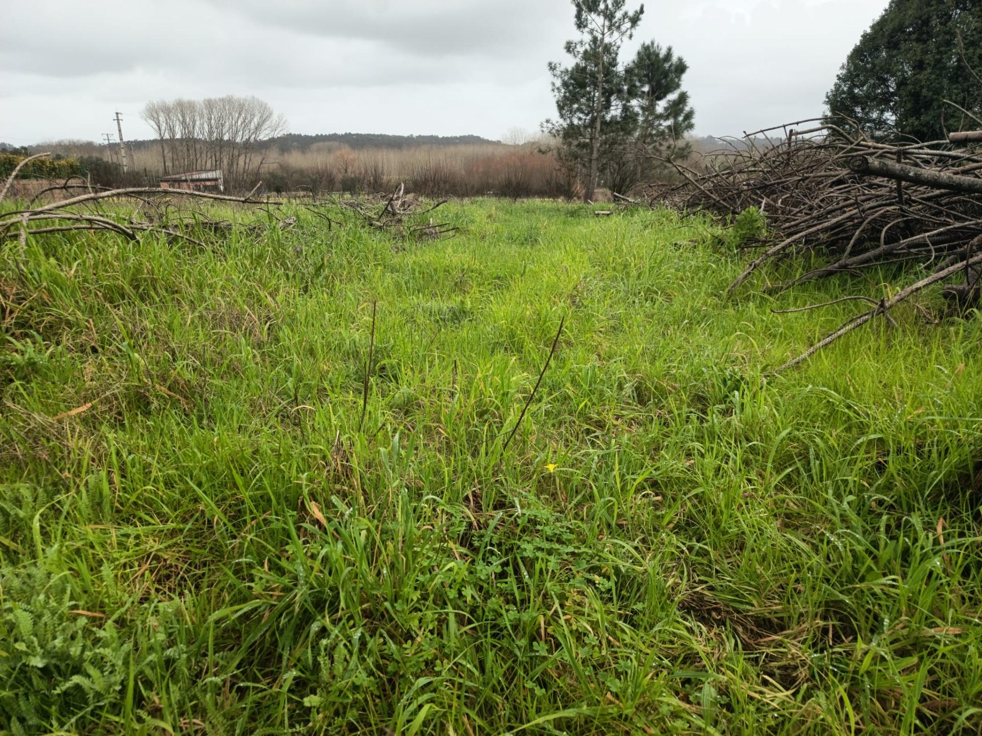 Terreno em Fermentelos