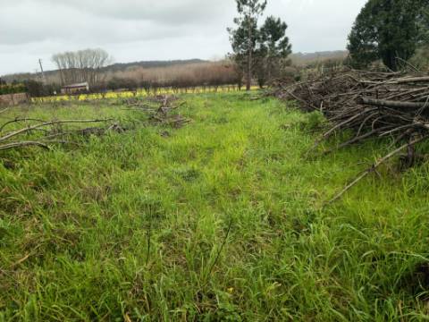 Terreno em Fermentelos
