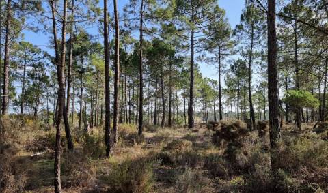 Terreno com PIP para Villa V6 Brejos da Carregueira de Baixo