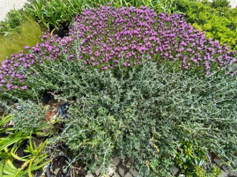 Pestana Porto Côvo Village, Villa com 3 quartos, terraço, piscina e vista mar