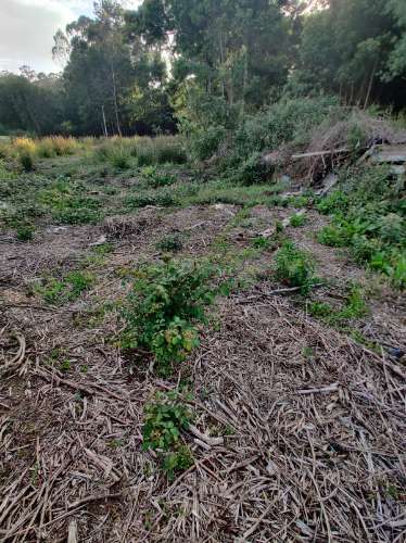 Terreno com 1.4Hec em Grijó, Vila Nova de Gaia