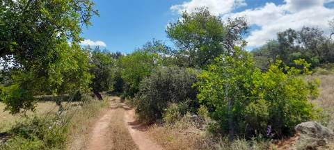 Terreno Rustico - Boliqueime
