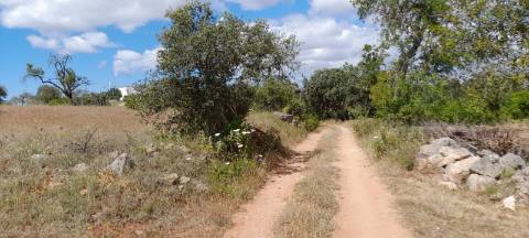 Terreno Rustico - Boliqueime