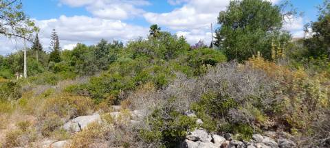 Terreno Rustico - Boliqueime