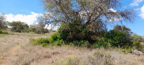 Terreno Rustico - Boliqueime