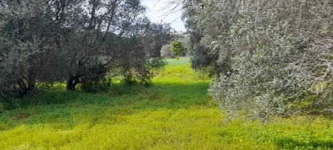 Terreno Misto - Albufeira