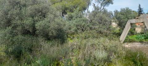 Terreno Misto - Albufeira