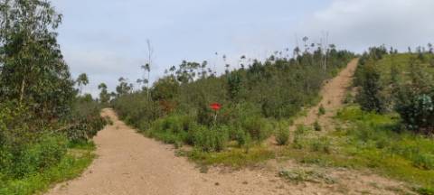 Terreno rústico - Odemira