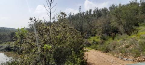 Terreno rústico - Odemira