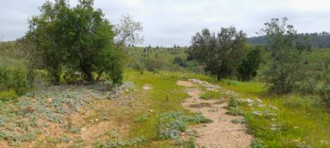 Terreno rústico - Odemira