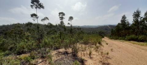 Terreno rústico - Odemira
