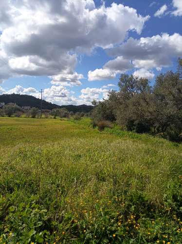 Terreno Rústico - Alte