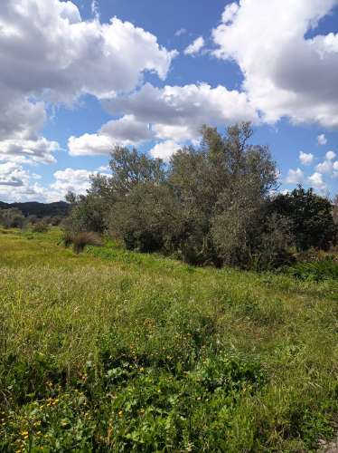 Terreno Rústico - Alte