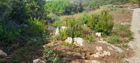 Terreno rústico - Loulé