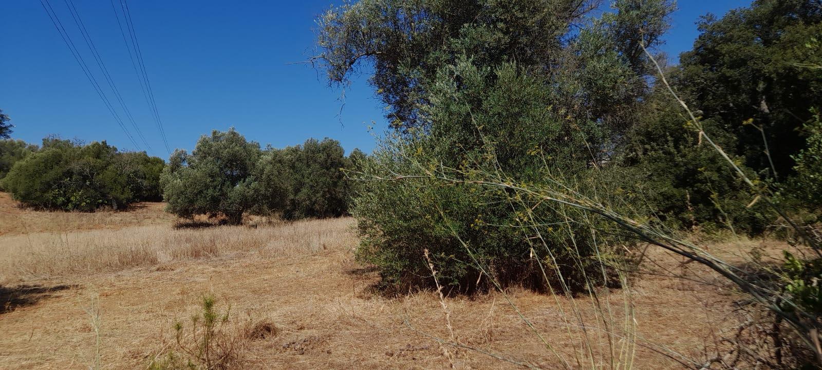 Terreno com moinho - Albufeira
