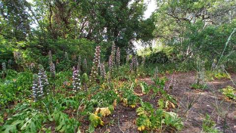 Terreno com ruína - Loulé