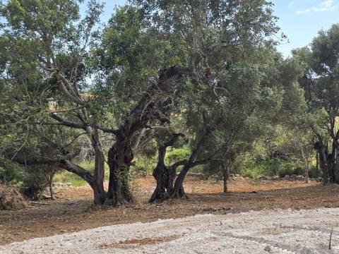 Terreno rústico - Boliqueime
