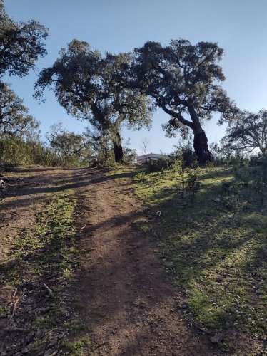 Terreno , projecto de dependência agrícola (Monte Alentejano)