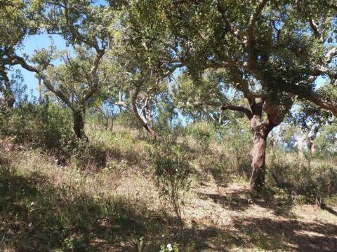 Terreno / Urbanizável À venda Mosqueirões, Grândola e Santa Margarida da Serra
