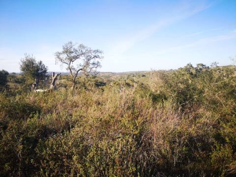 Terreno / Urbanizável À venda Mosqueirões, Grândola e Santa Margarida da Serra