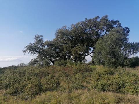 Terreno a poucos minutos de Melides