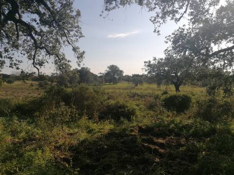 Terreno a poucos minutos de Melides