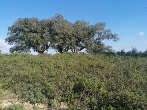 Terreno a poucos minutos de Melides