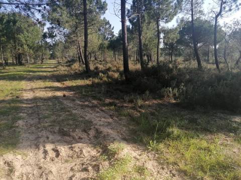 Terreno a poucos minutos de Melides