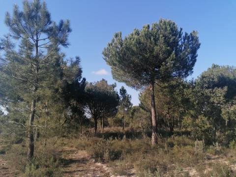 Terreno a poucos minutos de Melides