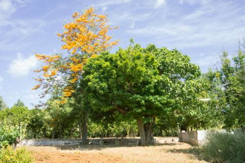 Quinta Agrícola vinícola