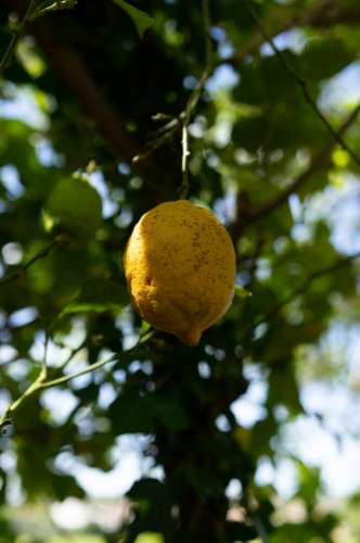 Quinta Agrícola vinícola