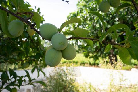 Quinta Agrícola vinícola