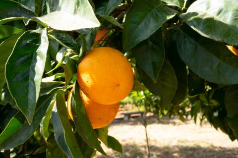 Quinta Agrícola vinícola