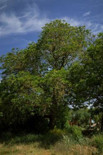Quinta Agrícola vinícola