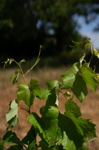 Quinta Agrícola vinícola
