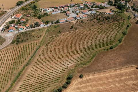 Quinta Agrícola vinícola