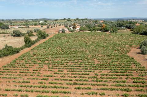 Quinta Agrícola vinícola