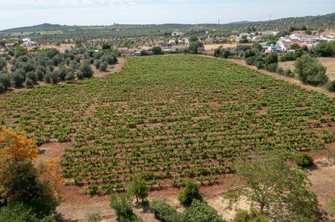 Quinta Agrícola vinícola