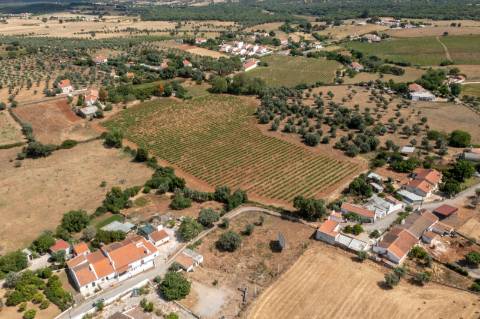 Quinta Agrícola vinícola