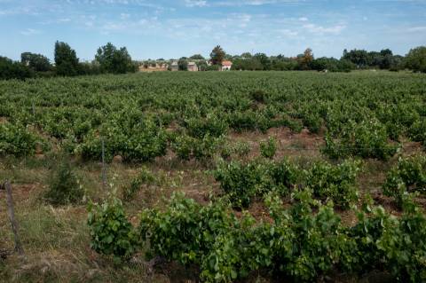 Quinta Agrícola vinícola