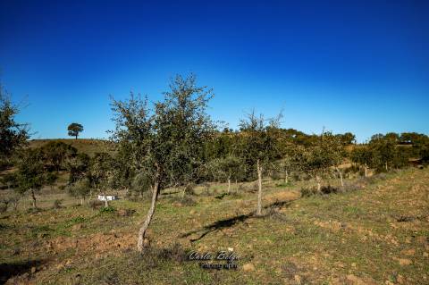 Herdade - 45,5 ha