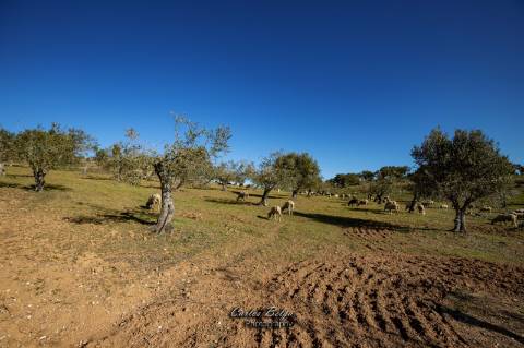 Herdade - 45,5 ha