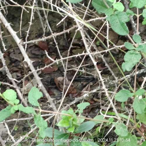 monte na serra do litoral alentejano