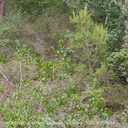 monte na serra do litoral alentejano