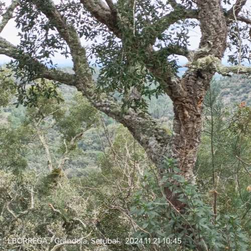 monte na serra do litoral alentejano