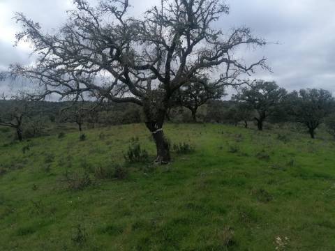 Propriedade 15 hectares -