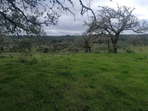 Propriedade 15 hectares -