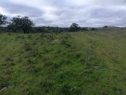Propriedade 15 hectares -
