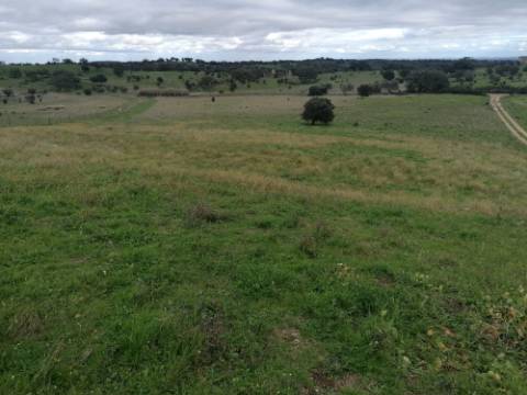 Propriedade 15 hectares -