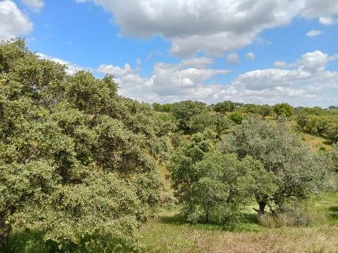 Propriedade 15 hectares -
